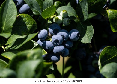 欧美骚女 欧美骚女